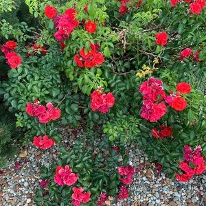 Meet your Posher, Aisha